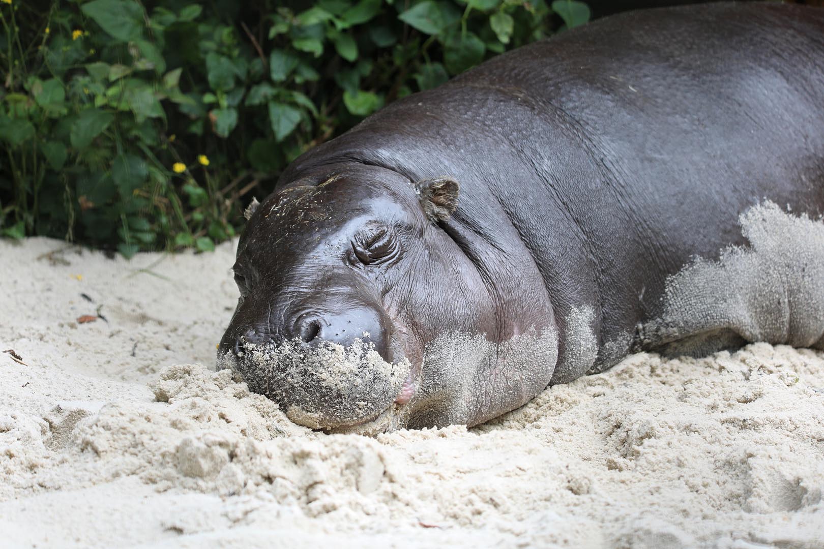 Pygmy hippo Gloria asleep in the sand IMAGE: Amy Middleton 2023